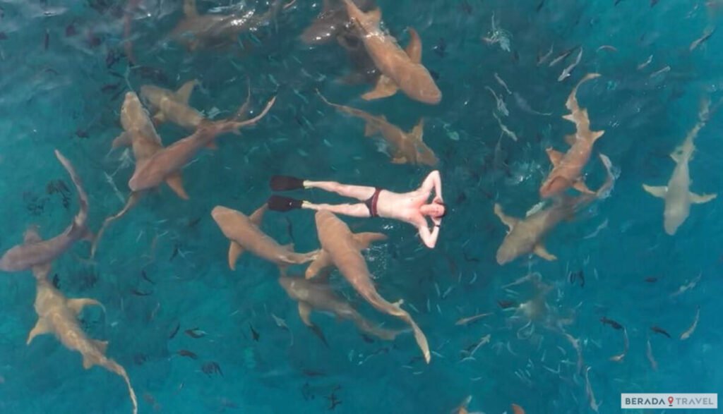 Mergulho com Tubarões em Maafushi
