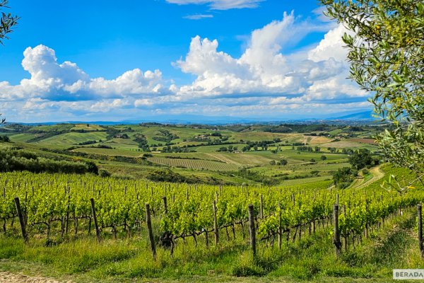 Vinicola na Toscana