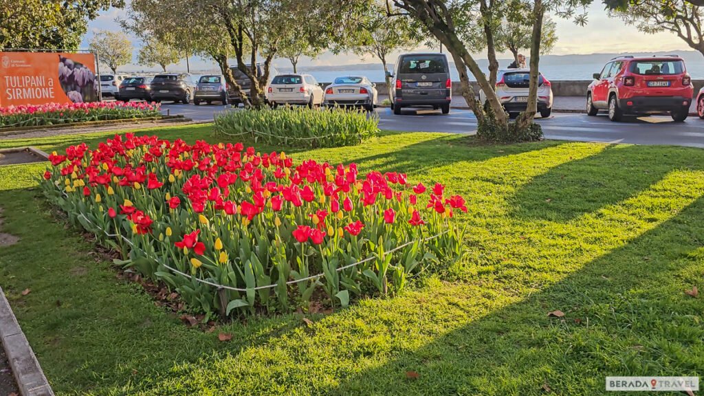 Tulipas na Primavera