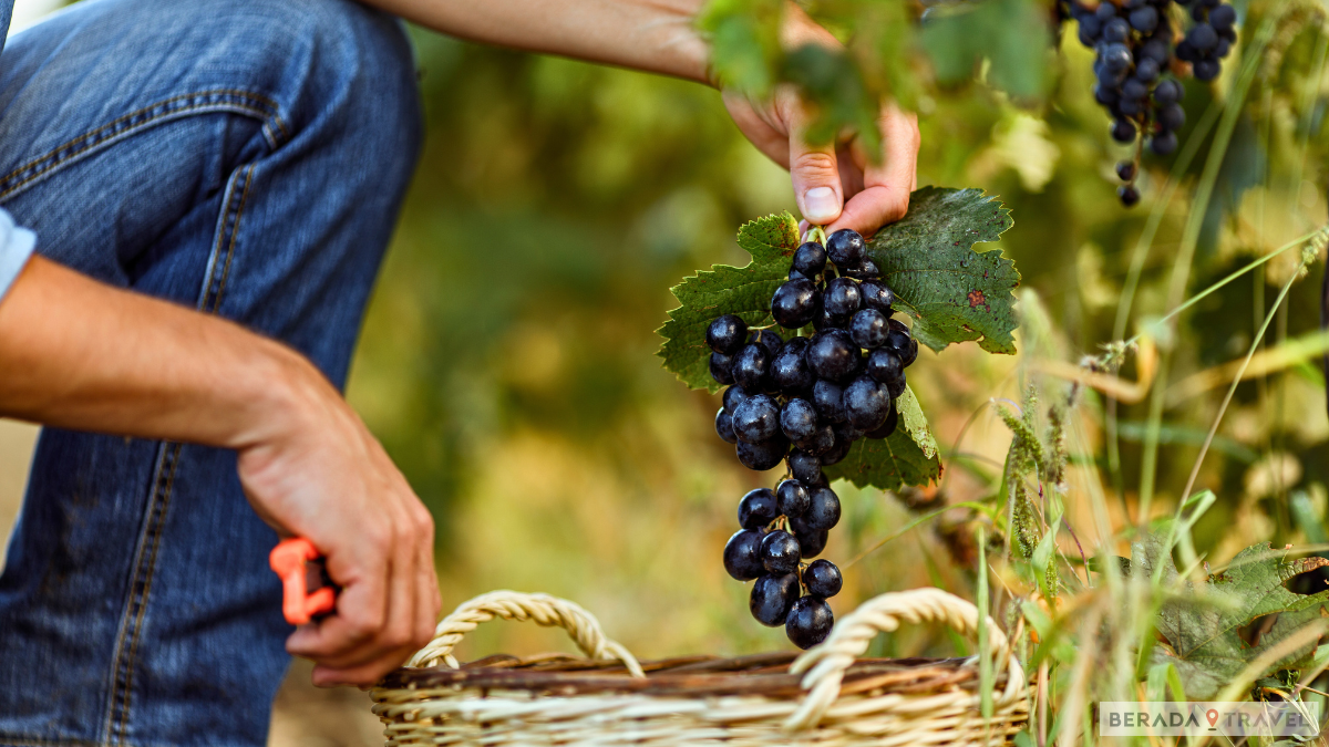 Piemonte: As Melhores Vinícolas para Visitar